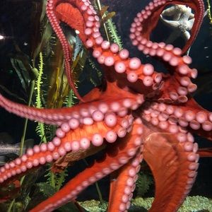 Meet your Posher, Rafael